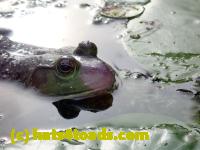 /home//u458753944/public_html/sourcegallery//Frogs/More bullfrogs/P8180167.JPG